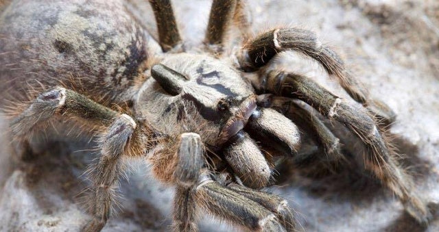 SUB ADULT and ADULT tarantulas | Exotic's @ Heart Ltd